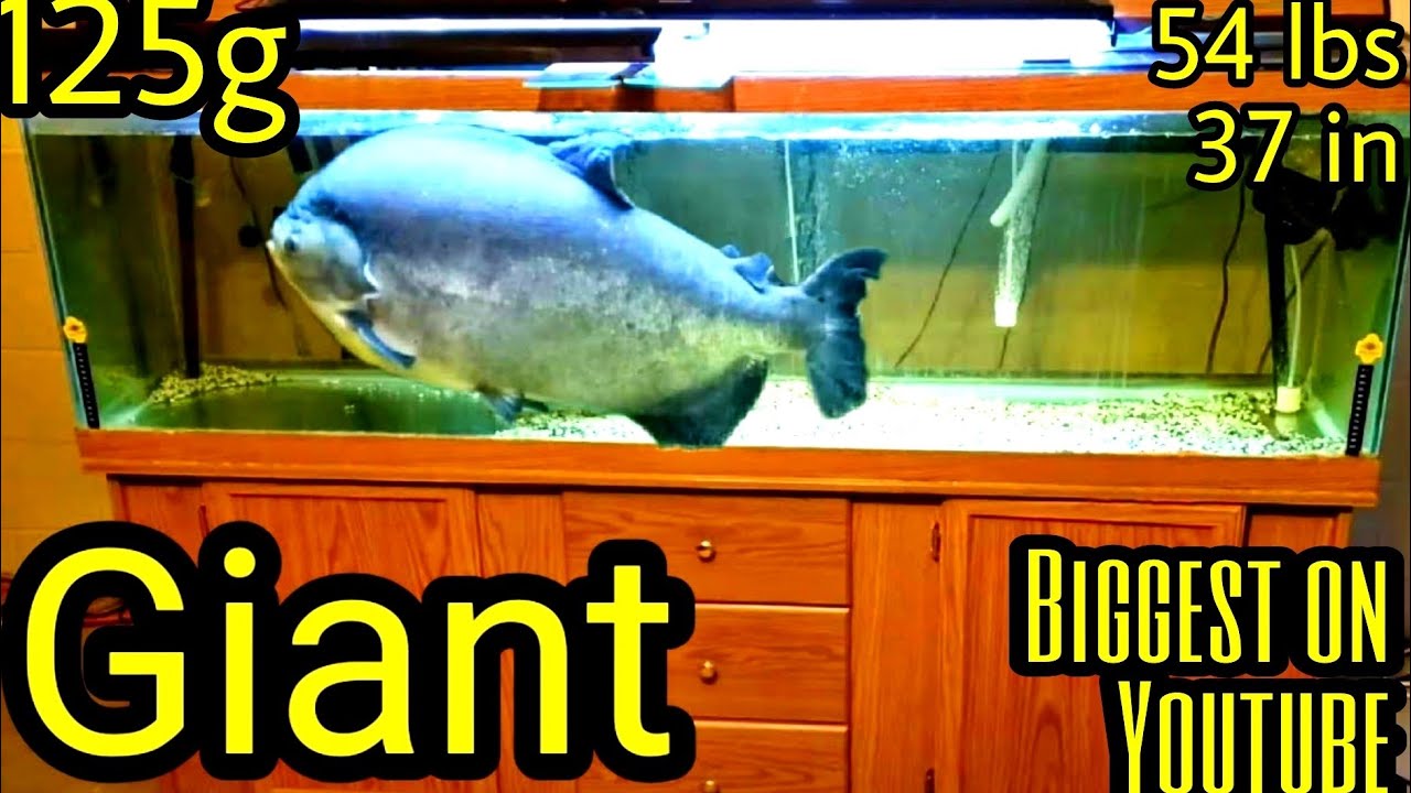 RESCUING The biggest pacu  -  huge pacu in a 125 gallon tank,  Ohio Fish Rescue.