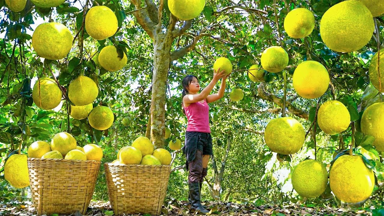 Harvesting 1000+ Grapefruit Fruits To Sell At Market | Peaceful Farm Life in the Mountains