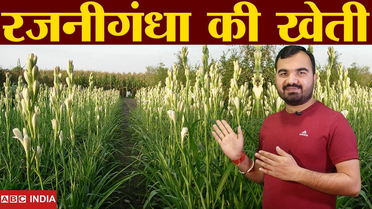Rajnigandha Flower farming | rajnigandha top variety | Rajniganda ki kheti | How to Grow tuberose