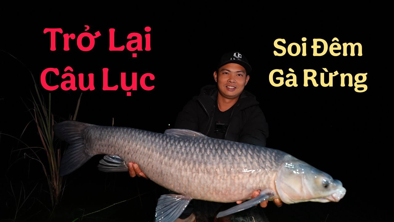Trở Lại Câu Lục - Soi Đêm Trúng Đàn Gà Nhà Ngủ Trên Rừng