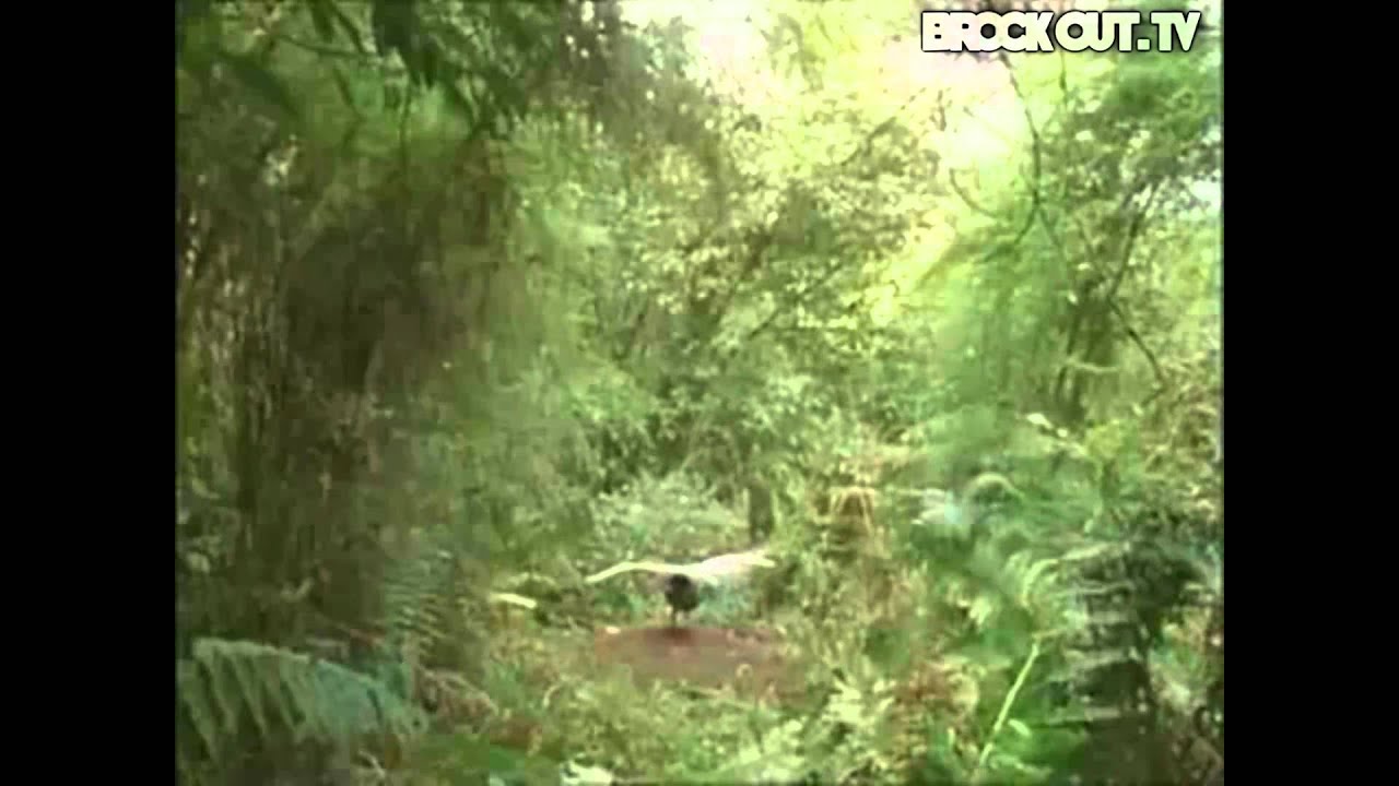 Amazing Lyre Bird can imitate Dubstep and Drum n Bass!