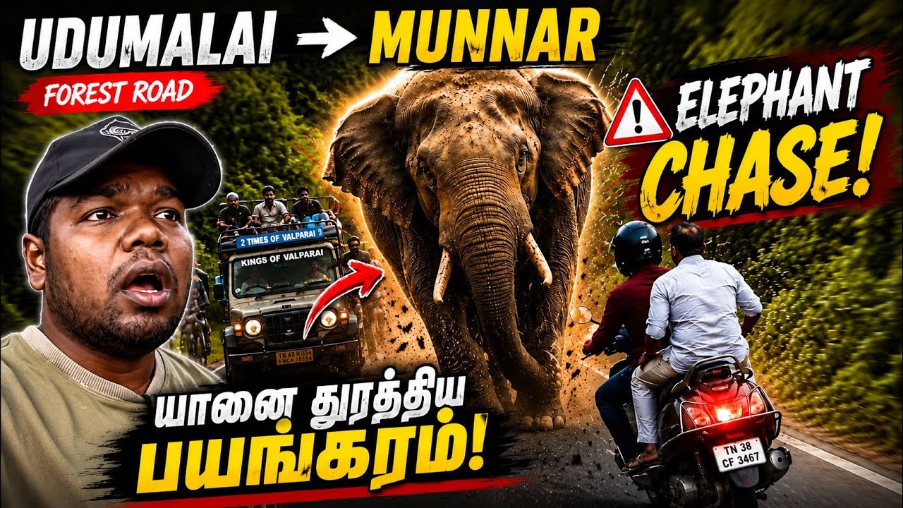 ELEPHANT ATTACKED VENDOR IN UDUMALAI TO MUNNAR GHAT ROAD 