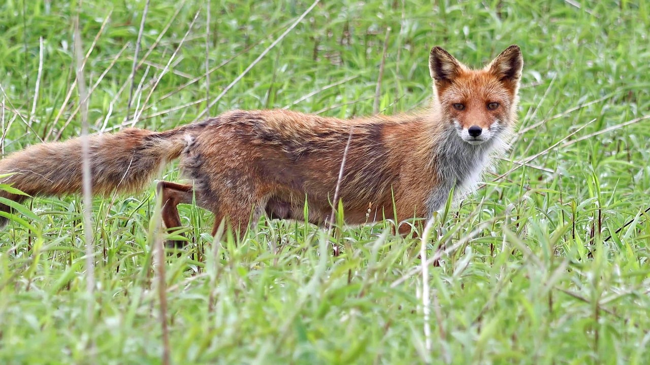 キタキツネのお母ちゃん