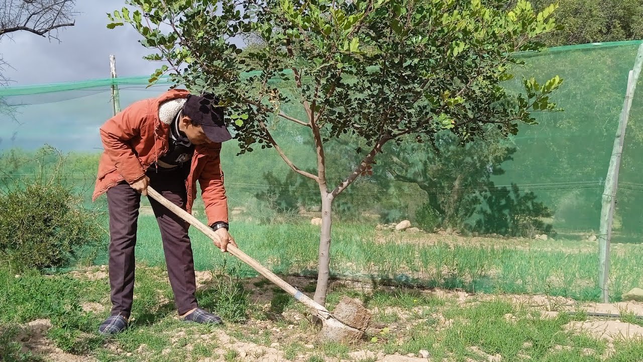 إليكم أفضل الطرق لتسريع نمو أشجار الخروب والخضروات بطريقة بسيطة والنتيجة كانت مذهلة+معلومات مهمة