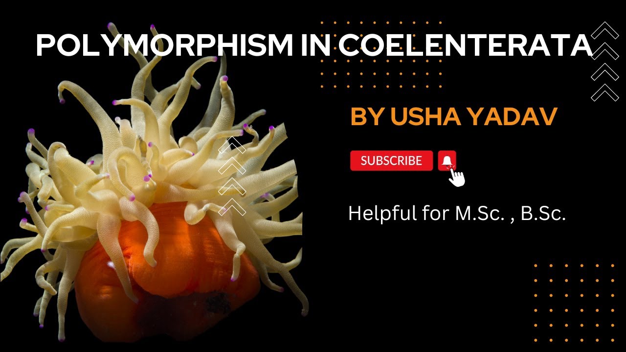 Polymorphism in Coelenterate || #bsc_1st_year || #msc || Usha Yadav
