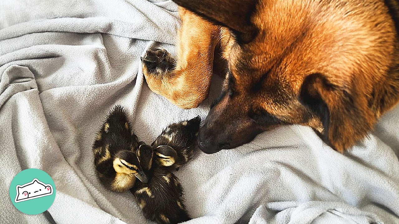 Two Ducks Think They're Dogs And Start Ruling The Pack | Cuddle Buddies