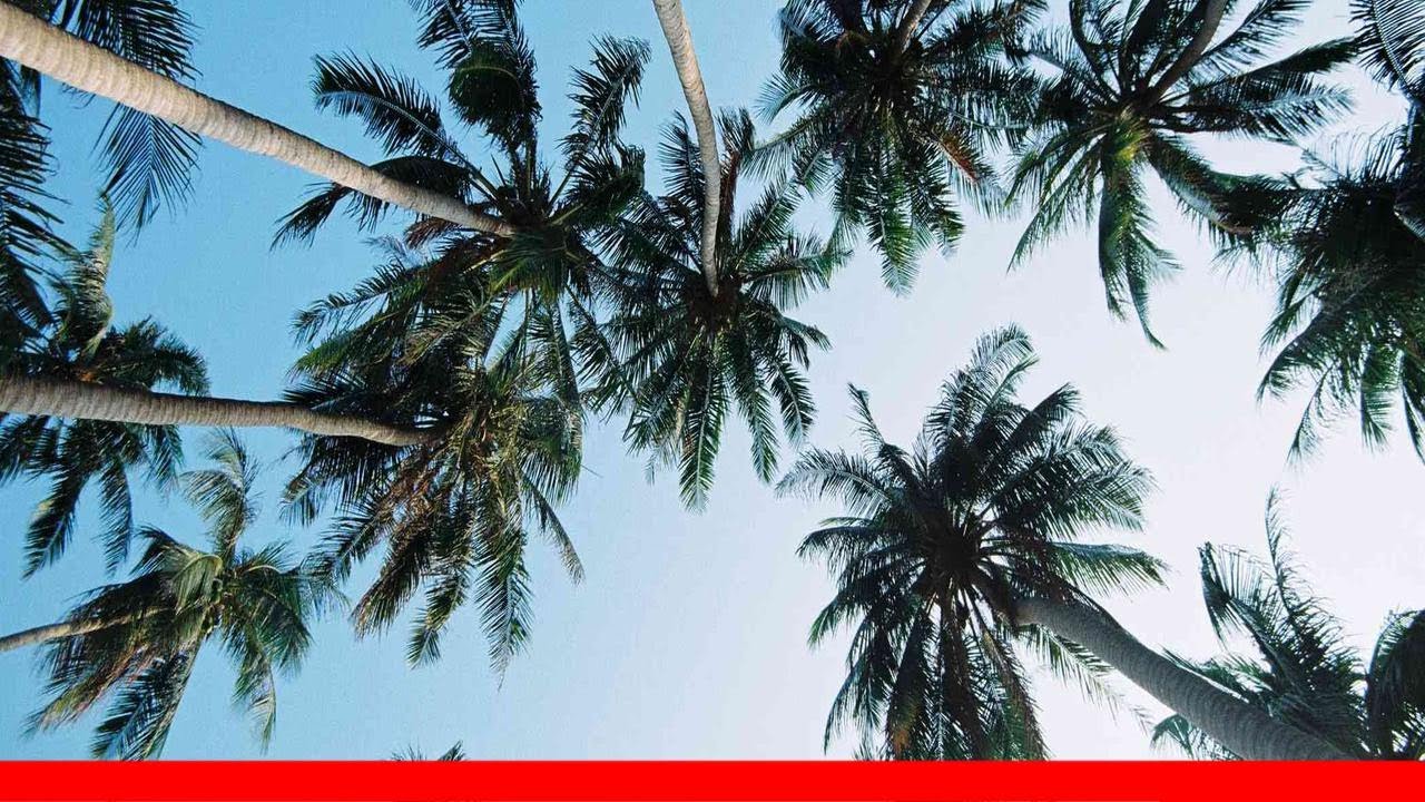 11 Fascinating Facts About Palm Trees 🛋️
