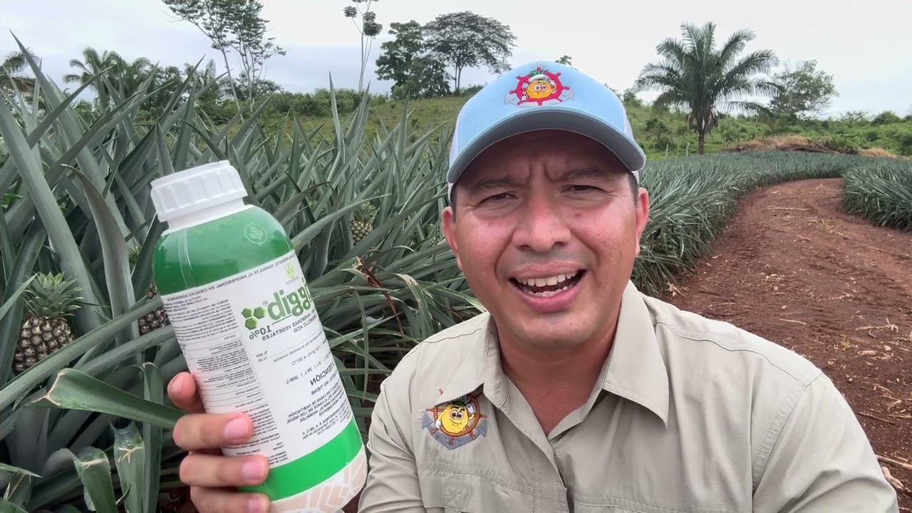 Uso de giberelinas en piña