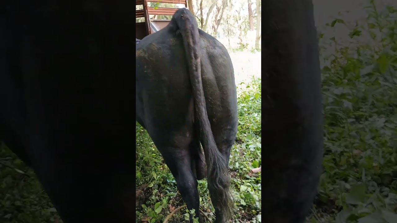 Trained Bull/Cowboylife#cattleranch #cowboylife #bull