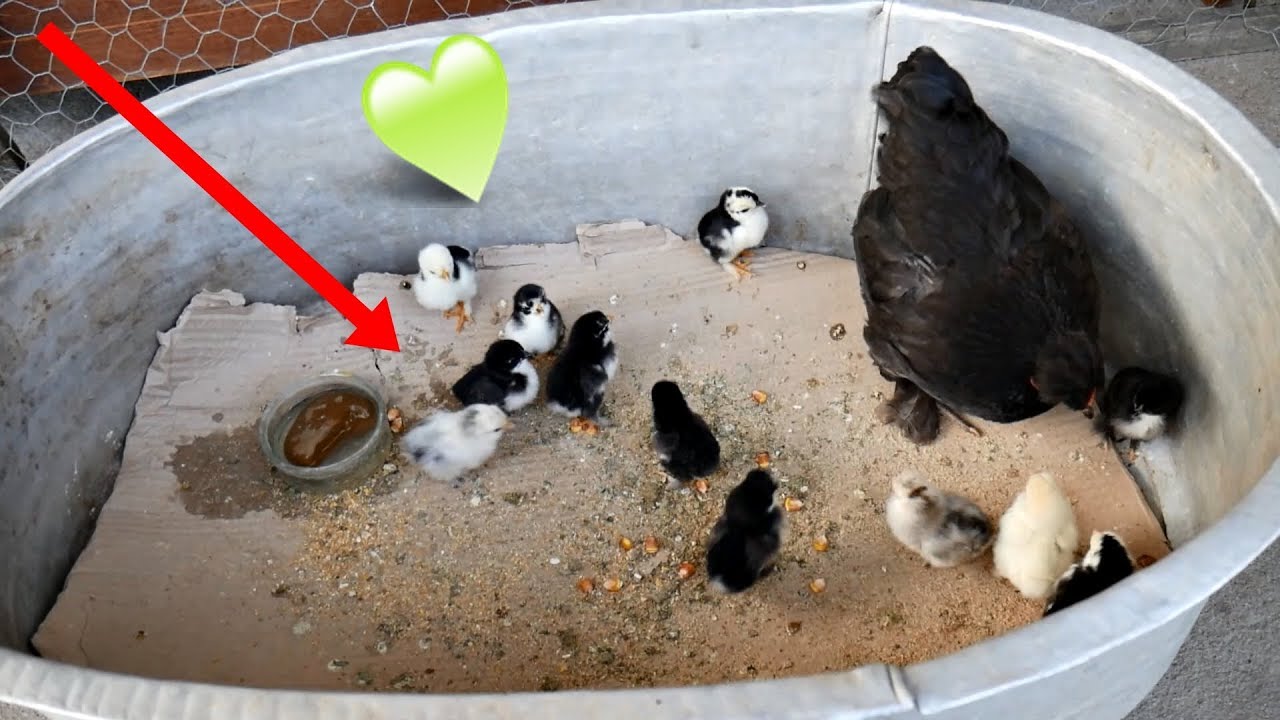 AU IEȘIT PRIMII PUI DE GĂINUȘĂ PITICĂ !! (sunt SUPER MEGA SIMPATICI )