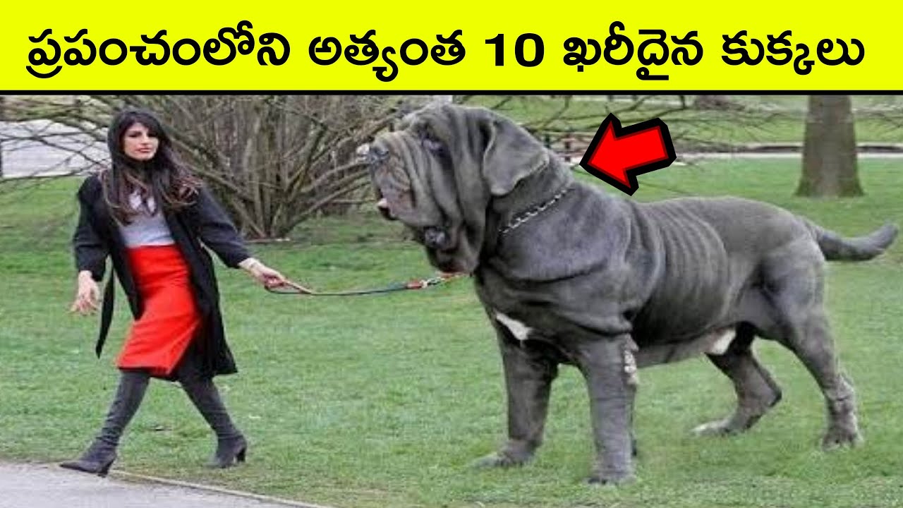 Top 10 Most Expensive Dog Breeds in the world | BMC facts | Telugu