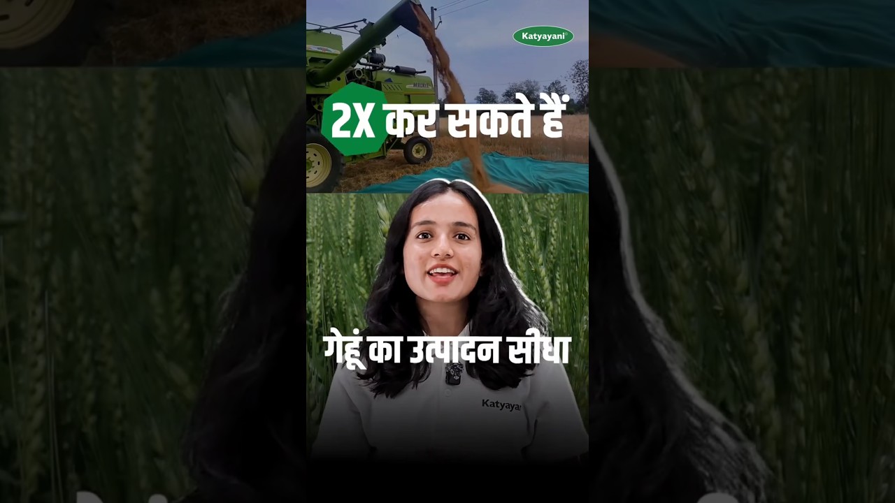 🌾 Gehu Ki Bijaai Ka Sahi Samay 2025 | Wheat Sowing Time & Seed Rate Information 🌾