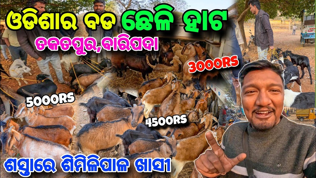 ଶସ୍ତାରେ ଜଙ୍ଗଲୀ ଖାସୀ😱 Baripada Cheli Hata 🐐ଗୋଟା 3000/- ଶିମିଳିପାଳ ଖାସୀ 🍖 Mayurbhanj Goat Market 