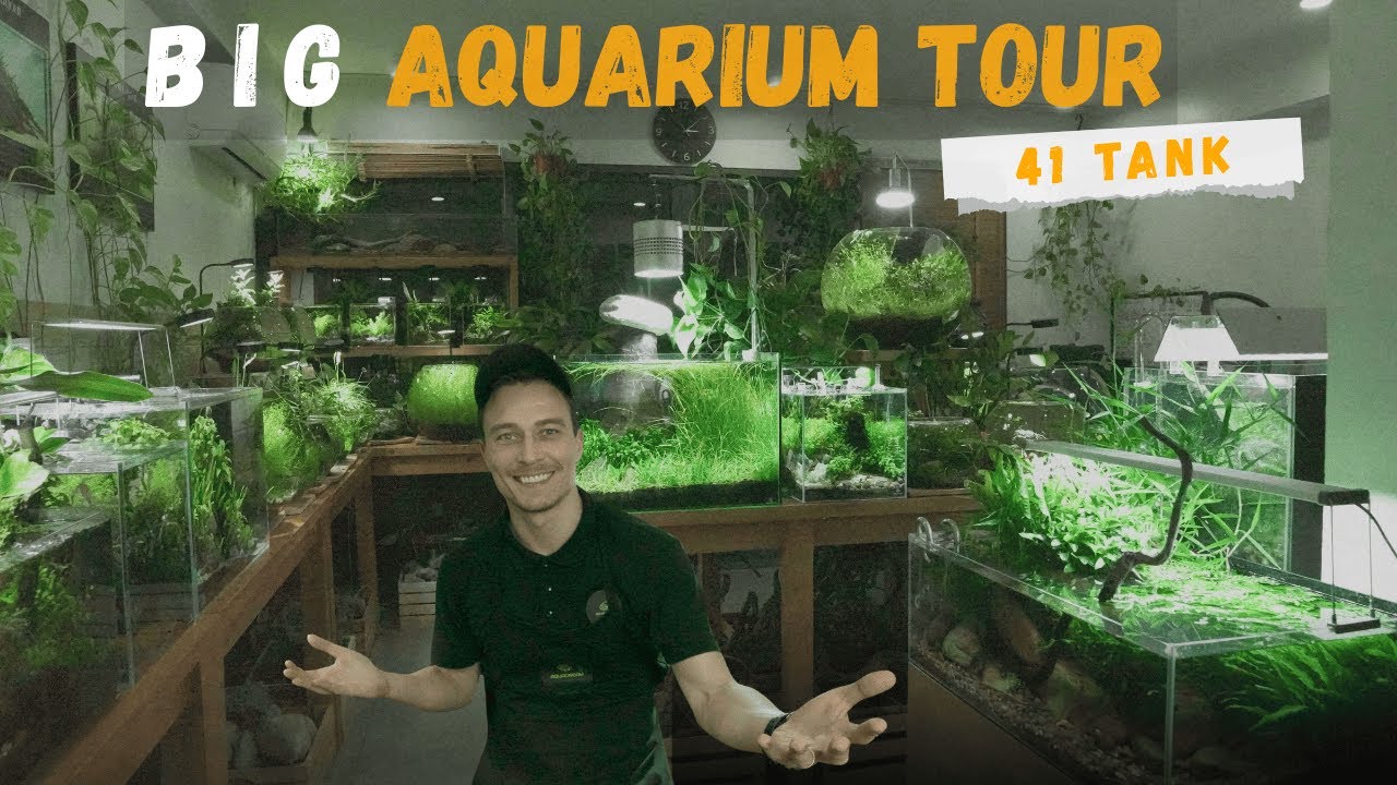 BIG AQUARIUM TOUR IN MY STUDIO 2026 &mdash; 41 TANKS OF NATURE!