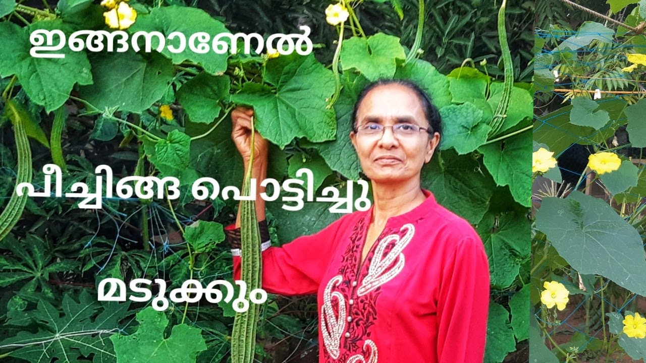 പീച്ചിൽ കൃഷി l പീച്ചിങ്ങ I Peechil Krishi l Ridge Gourd Farming Malayalam l J's Passion World l