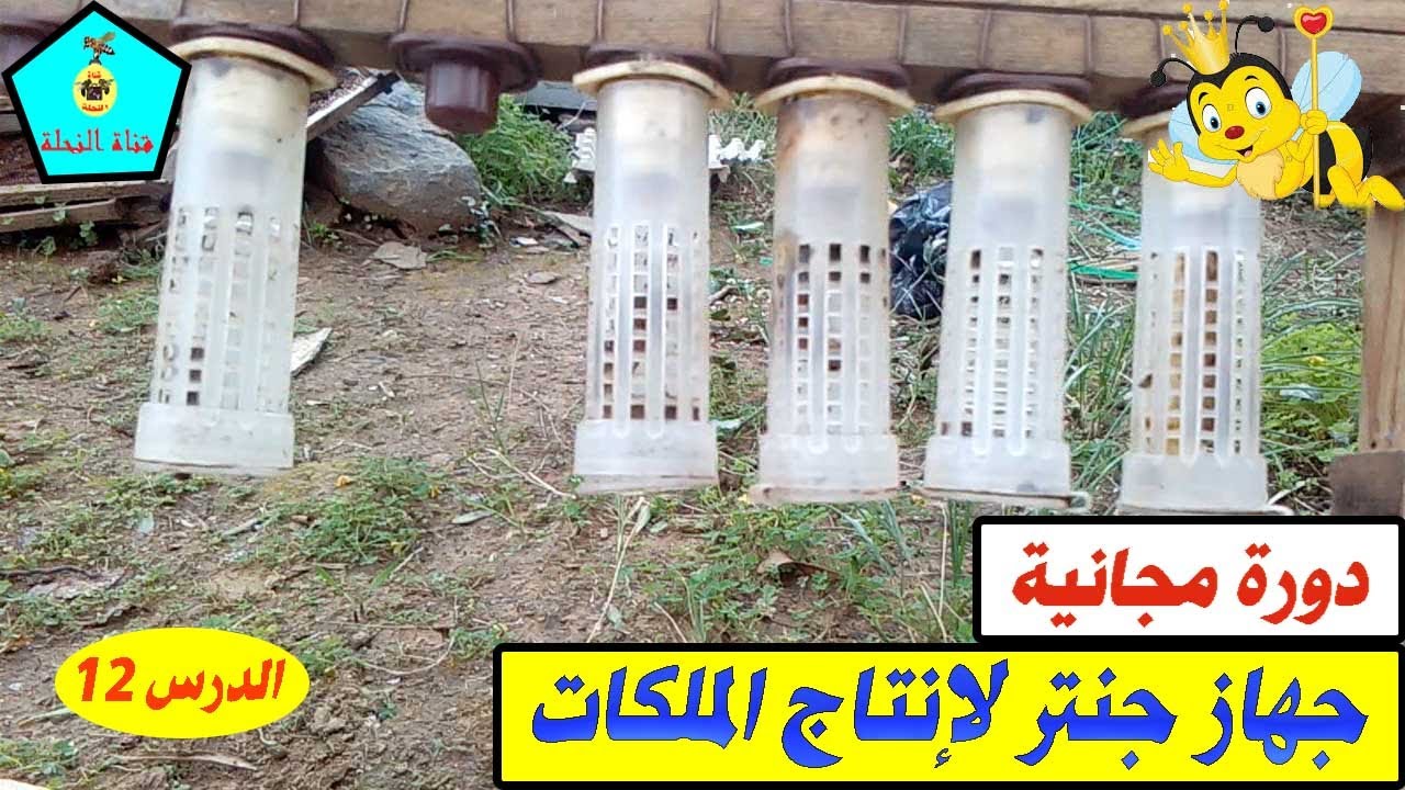 الدرس 12 _  دورة مجانية لإنتاج منحل متميز - جهاز جنتر لإنتاج الملكات
