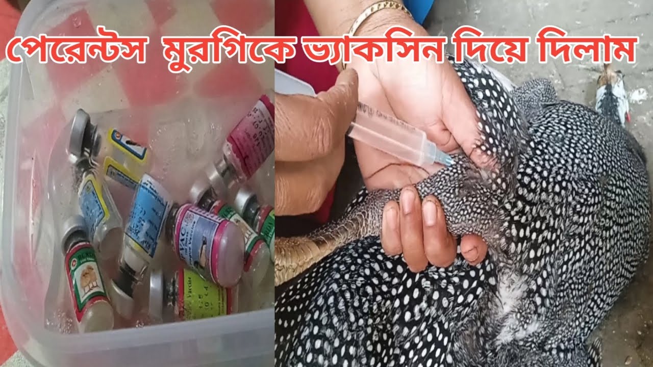 পেরেন্টস মুরগিকে ভ্যাকসিন দিয়ে দিলাম 
