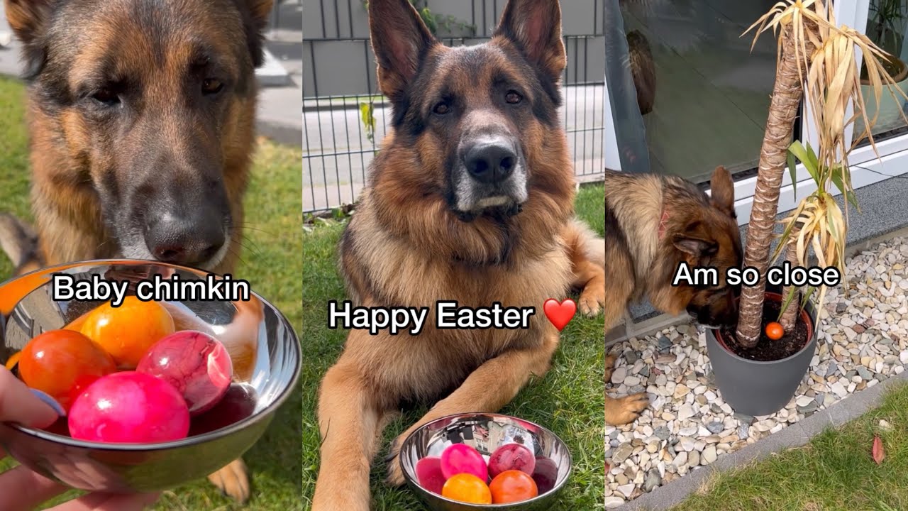 German Shepherd searches for Easter Eggs