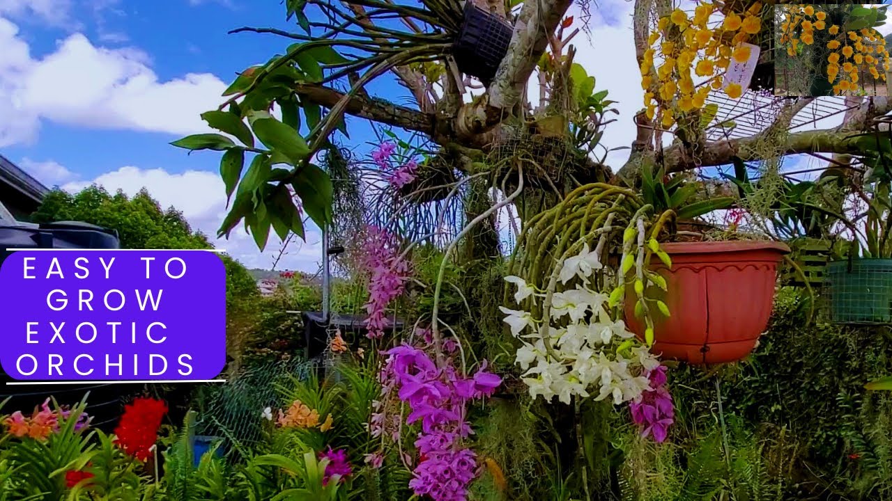Simple and easy to grow || Exotic Orchids ||JAMAICA||