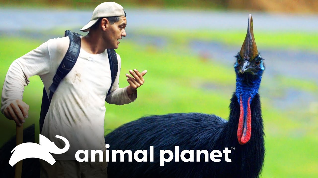 Meio pássaro, meio dinossauro! | Perdido na Austrália | Animal Planet Brasil