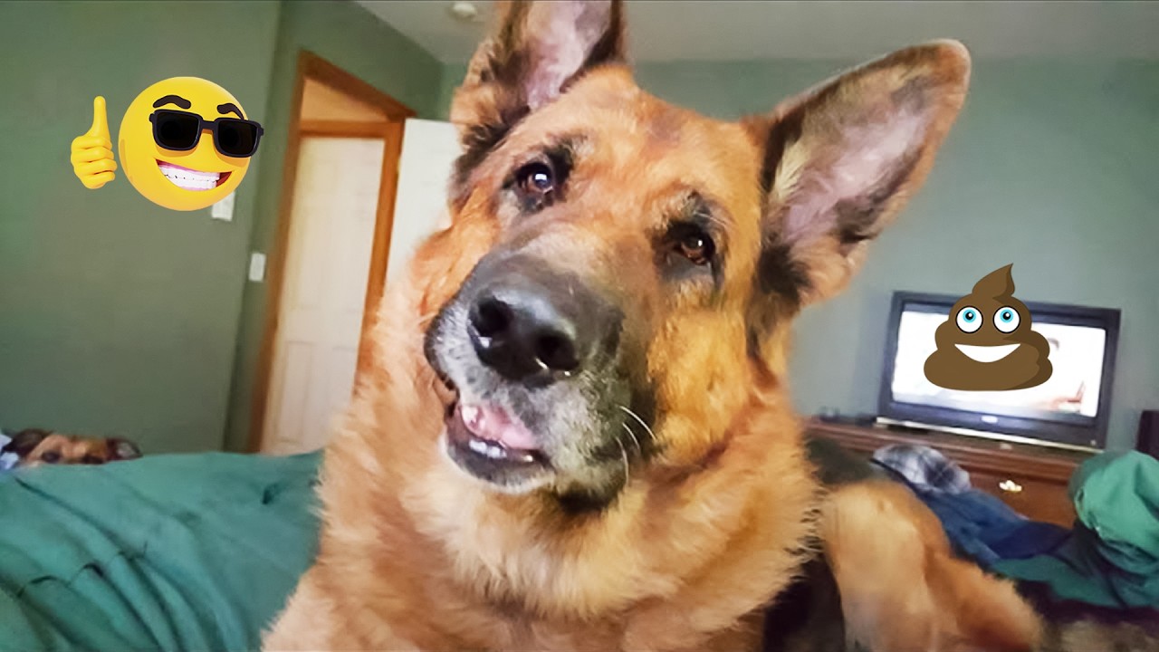 You Can’t Stop Laughing At These Pets  | Funny Dogs Video 2026 #1