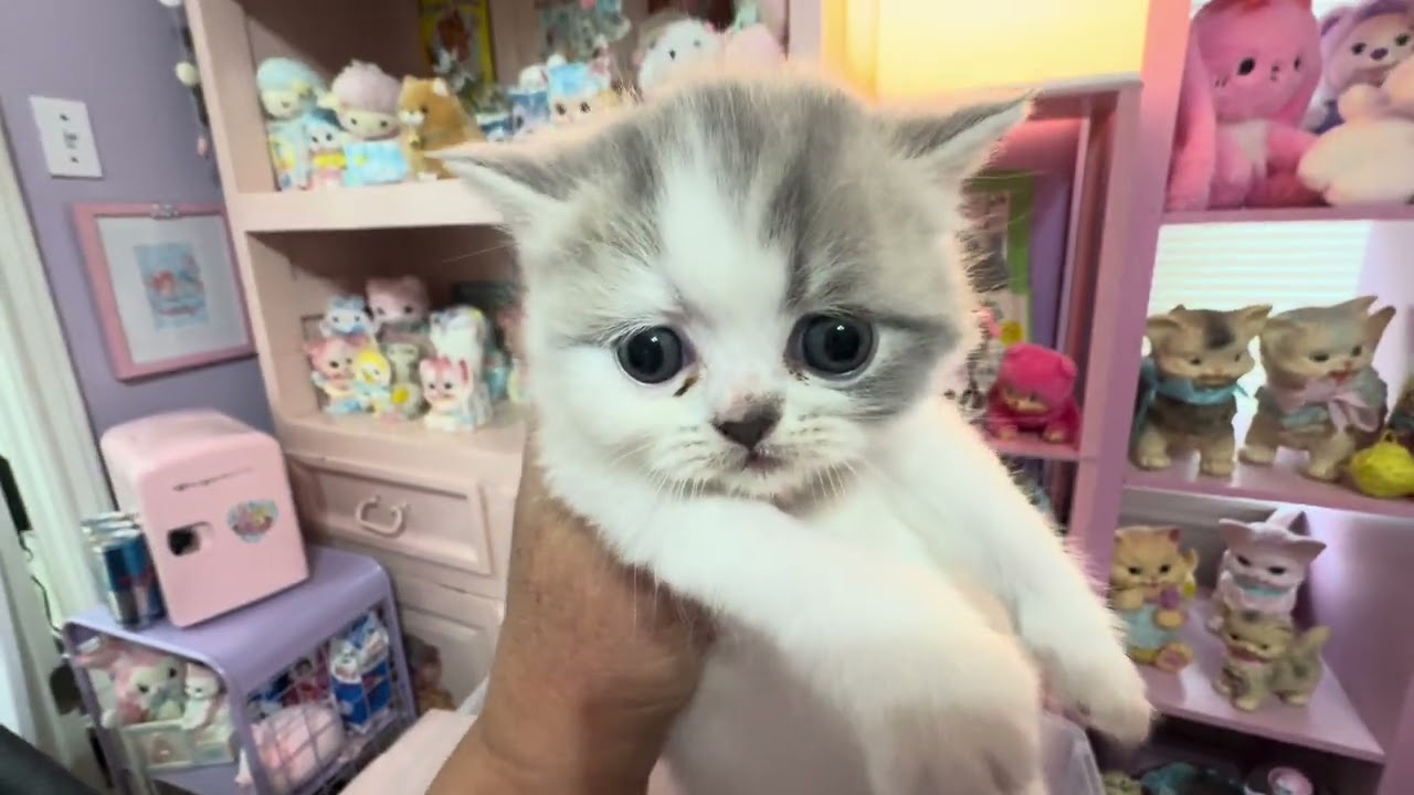 All kittens on my website May 9, 2025