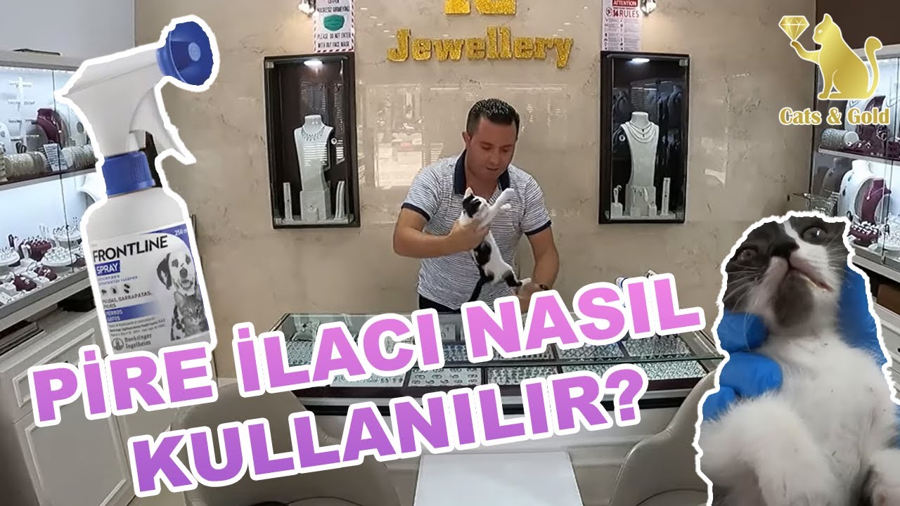 Kedilerde Pire İlacı Nasıl Kullanılır? @CatsandGold
