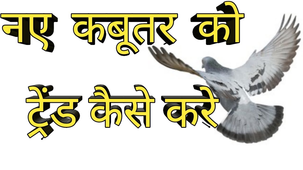 How To Trained Pigeon || Kabutar ko Asani Se Kaise Hilaye || New Pigeons Tips ||