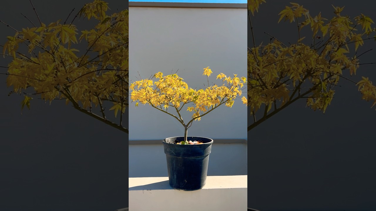 Acer Palmatum (Arce Japon&eacute;s) #Bonsai #Acer #Arce
