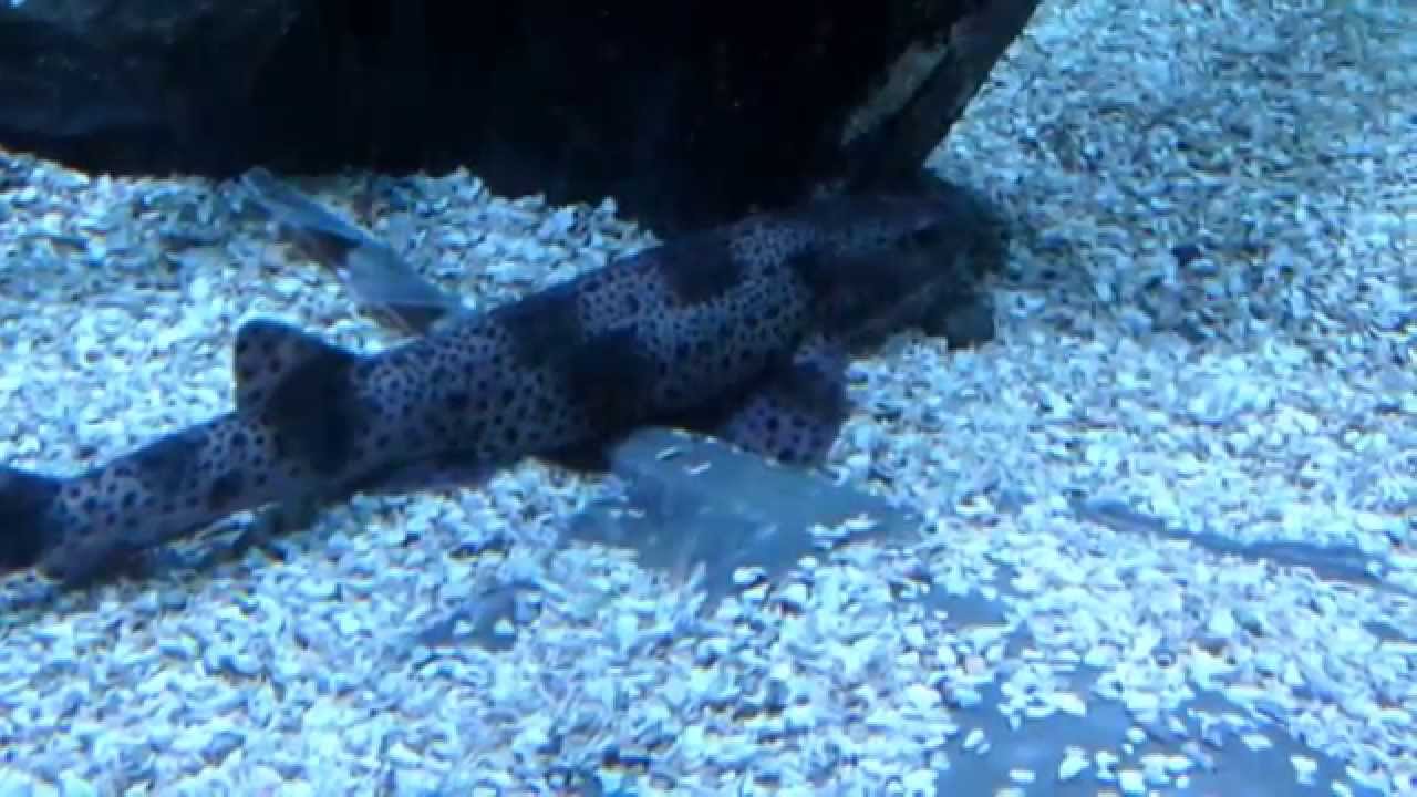 06092013 Blankenberge Sealife