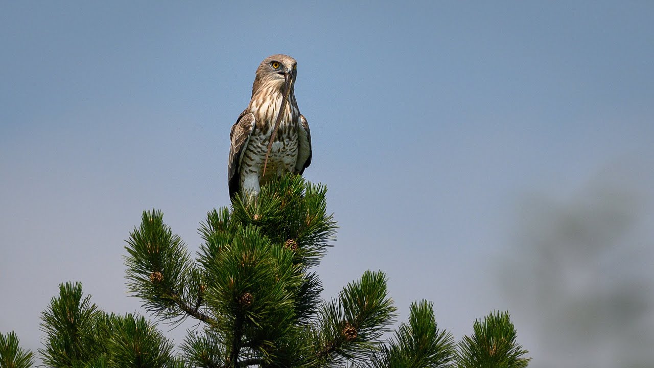 Nesting of short toed eagle / k&iacute;gy&aacute;sz&ouml;lyv (Circaetus gallicus) near Budapest (Hungary) &ndash; 2019-2020.