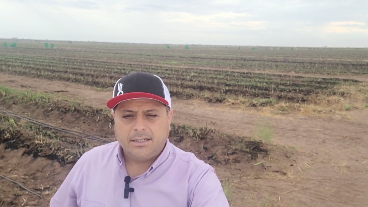 Cosecha de Esparrago-Cd. Constitucion Baja Sur