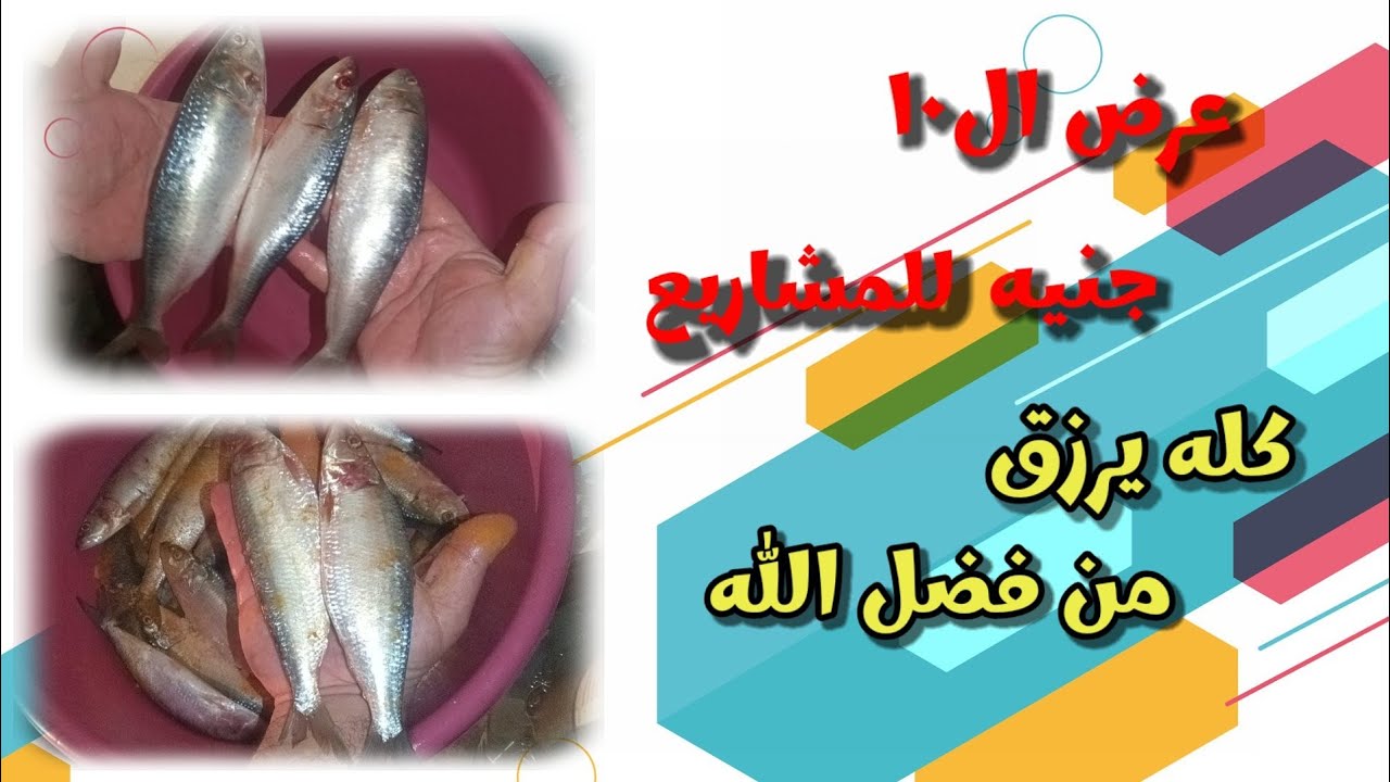 طريقة تمليح السردين فى الشتا ١٠ كيلو بربع كيلو ملح بس❗وعرض ال١٠ جنيه للمشاريع