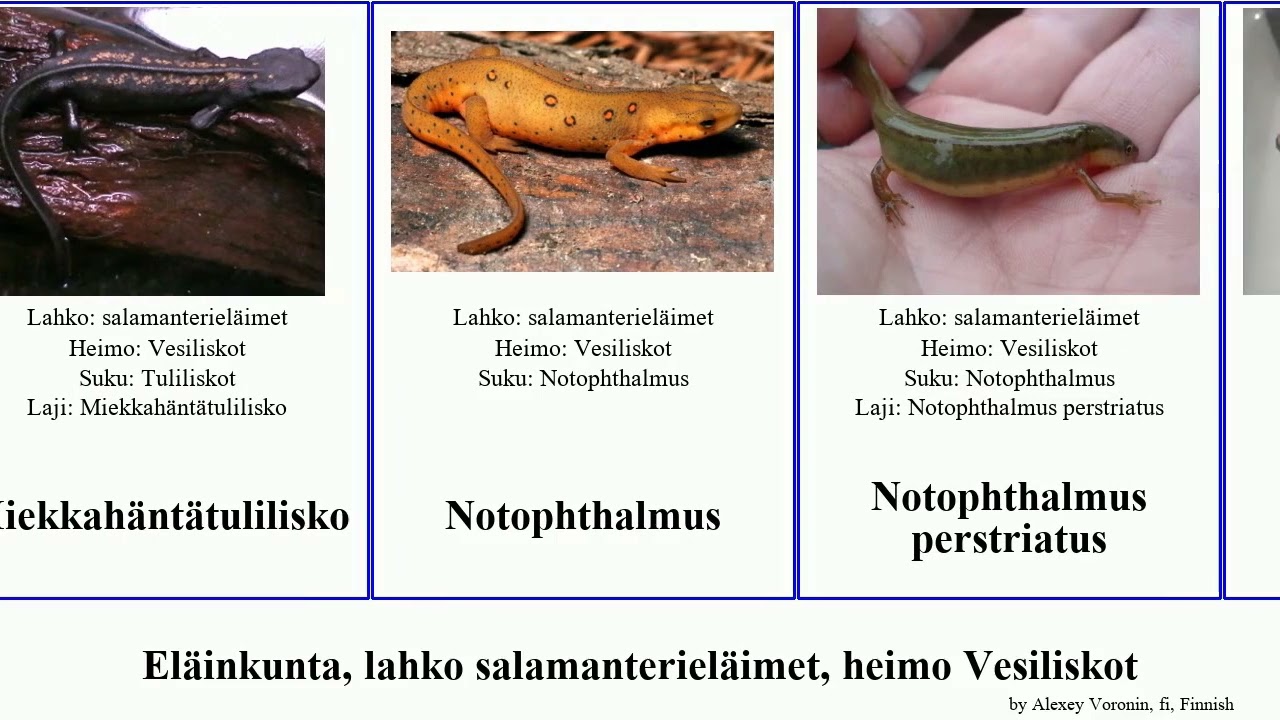 El&auml;inkunta, lahko salamanteriel&auml;imet, heimo Vesiliskot tylototriton lissotriton triturus animal