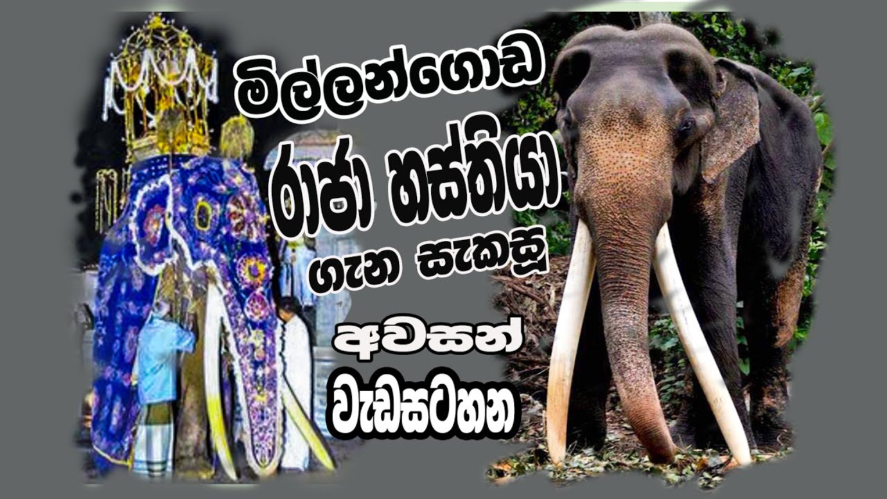 Millangoda Elephant මිල්ලන්ගොඩ රාජා ගැන අවසන් වැඩසටහන #millangoda #eliphent#Millangoda Raja