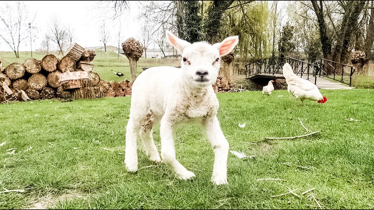 Een gehandicapt lammetje redden