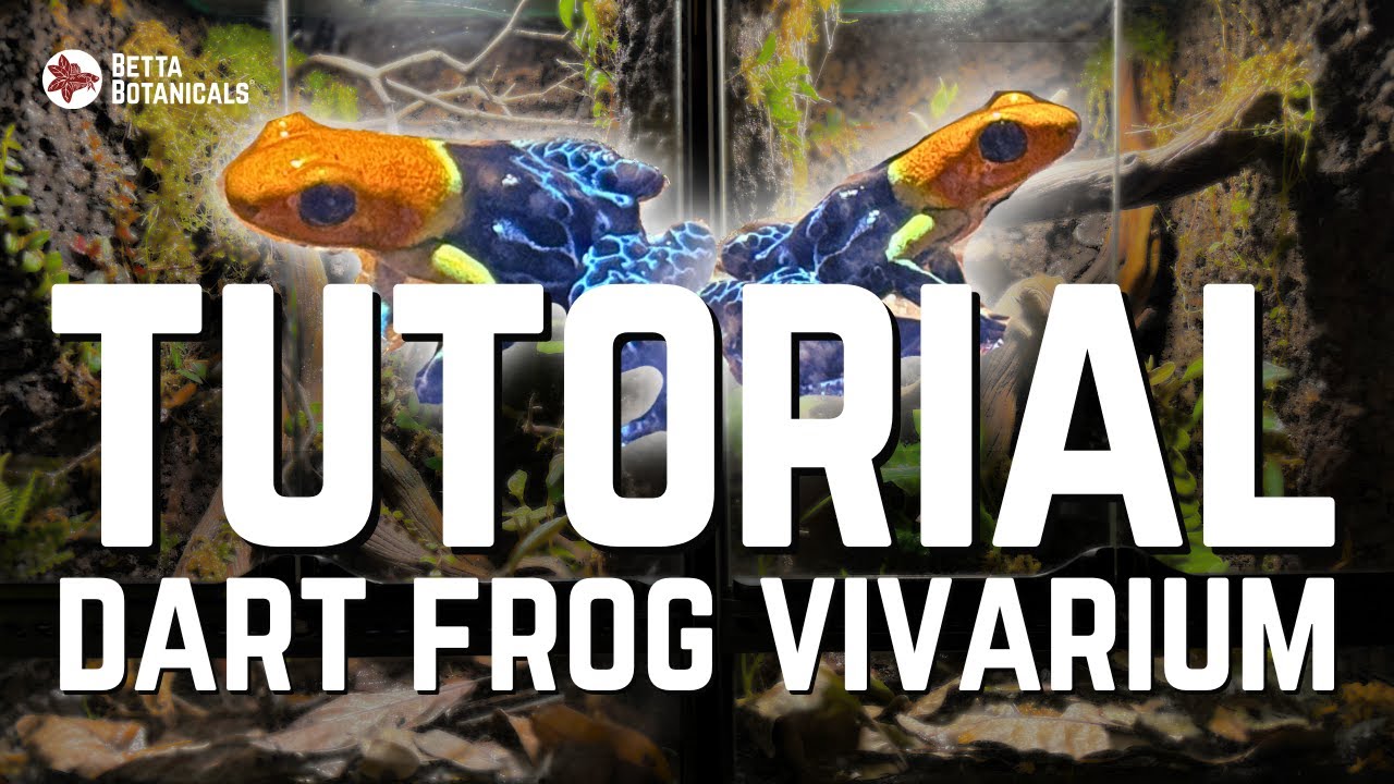 Cork Panel Vivarium for Fantastica 'True Nominal' & Bastimentos 'Gold Dust' | Episode 1