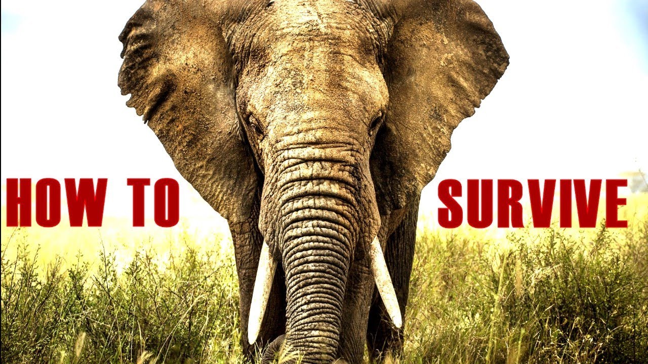 How To Escape From Elephant Attacks - Tips And Tricks Video