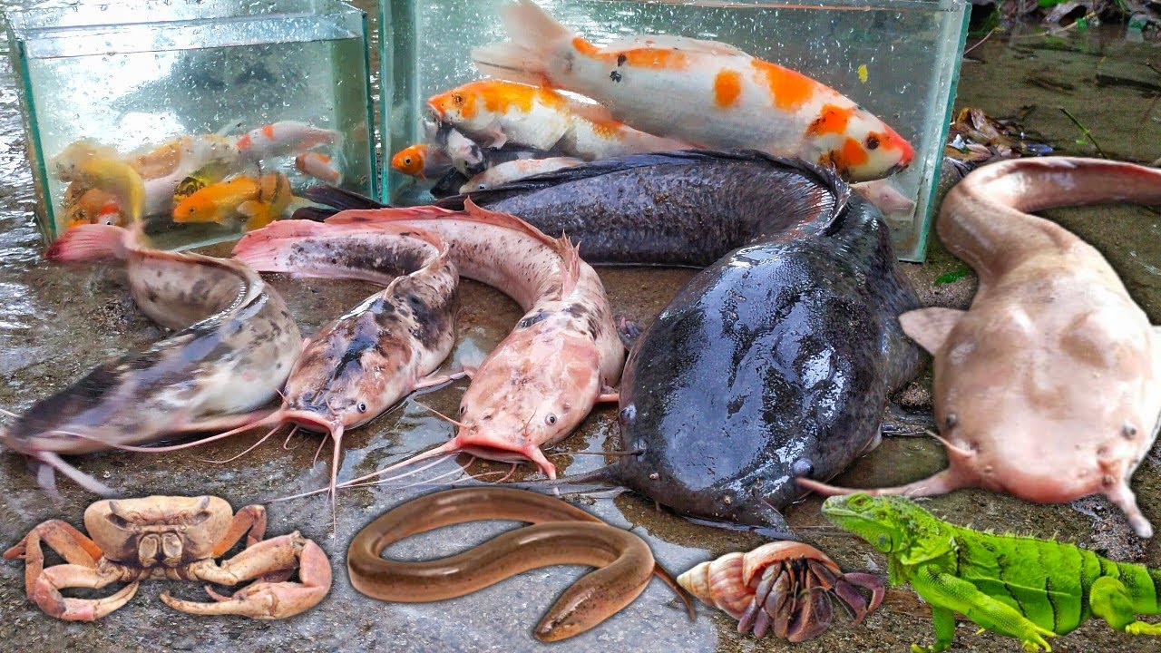 Wow Mancing Ikan Lele Albino Dalam Lubang, Lele Raksasa, Ikan Gabus, Ikan Toman, Ikan Hias, Ikan Koi