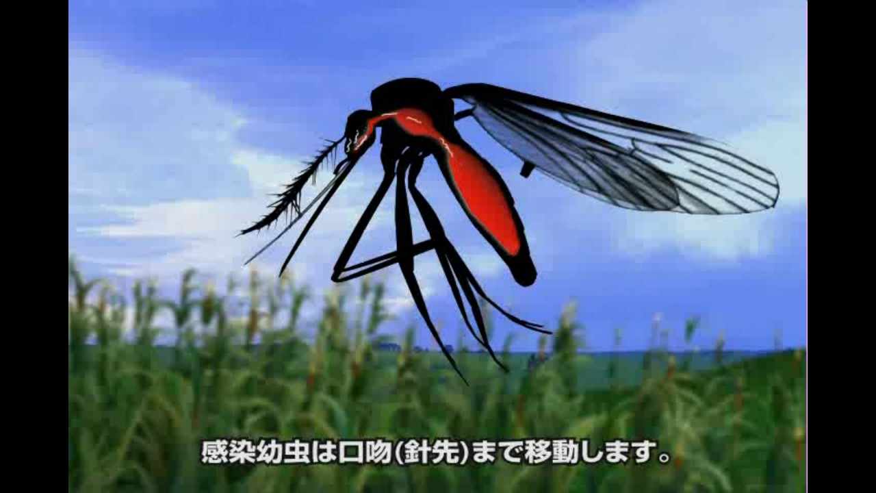 フィラリアのライフサイクル