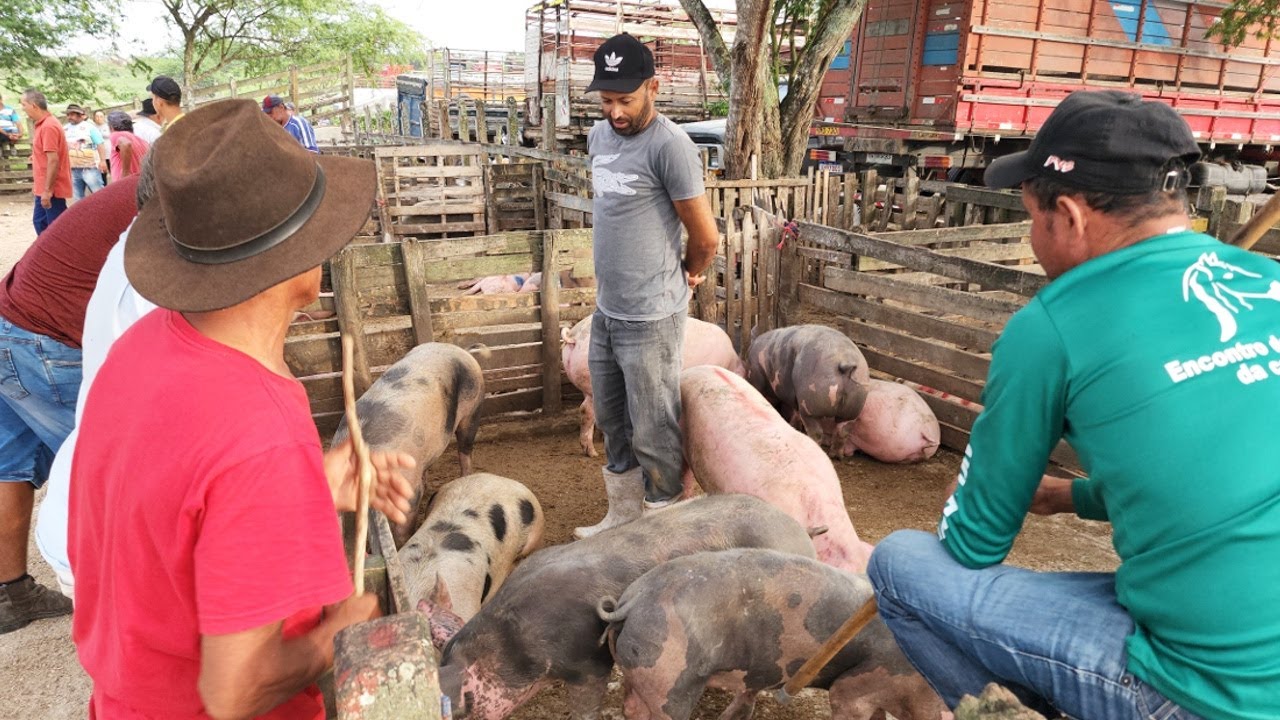 SUÍNOS COM PREÇO BOM EM CACHOEIRINHA PE, ALÉM DE CAPRINOS E OVINOS  07-03-2024  #nordeste