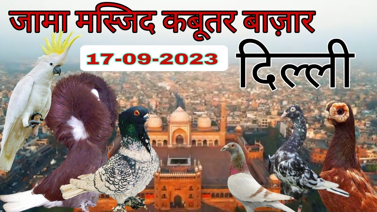 Jama masjid kabootar market Delhi 17-09-2023. भारत की सबसे बड़ी कबूतर मार्किट। दिल्ली का कबूतर बाज़ार।