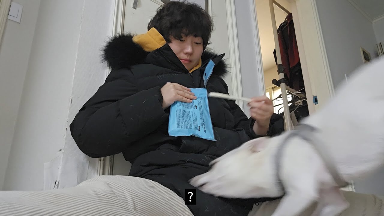 일주일만에 강아지 산책알바를 가면 생기는 일 브이로그