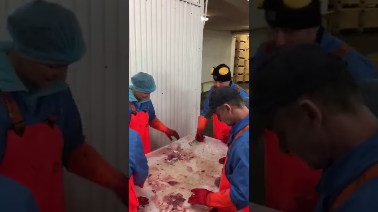 Cleaning Kidney from Fish Maw