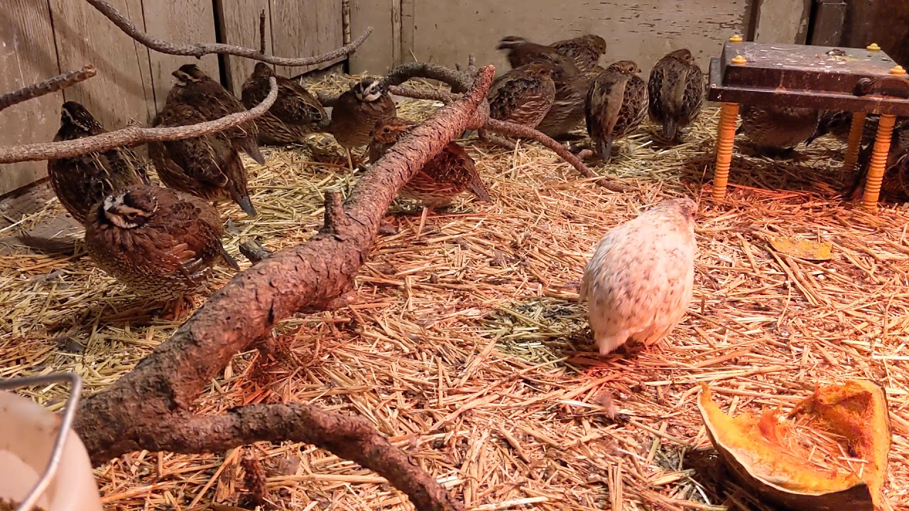 Coturnix quail crow.