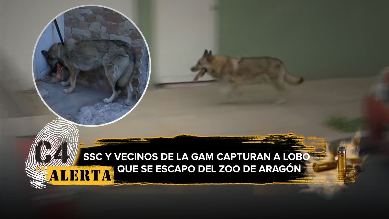 Lobo se escapa de Zoológico de Aragón y se pasea por las calles de la GAM