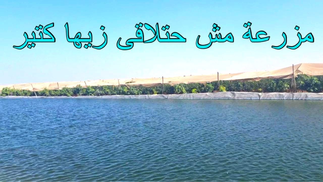 مزرعة حديثة 40 فدان ري نيلي مانجو و عنب و برقوق مدخل الكيلو 107 طريق القاهرة اسكندرية الصحراوي
