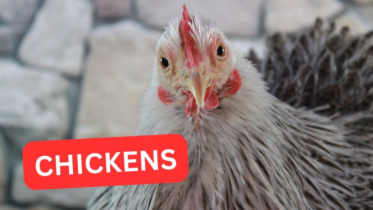 It is Snowing! Free-Range Chickens All Day! 3/16/2026 #freerangechickenfarming!