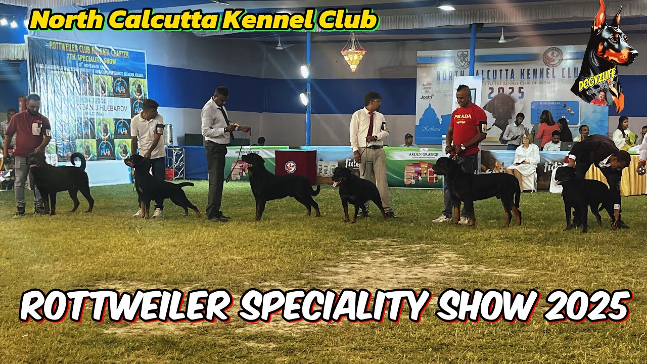 Rottweiler Champion Class In North Calcutta Kennel Club Speciality Show | Calcutta Dog Show 2025