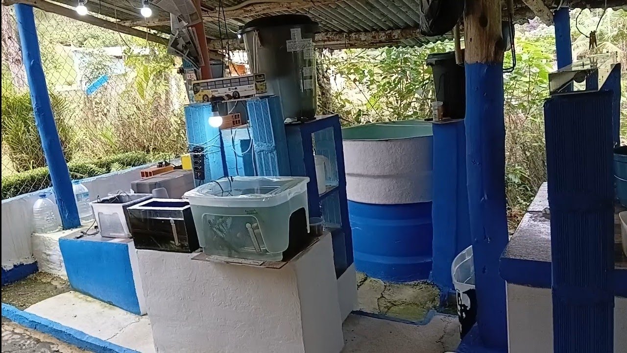 2026 o Projeto Phalloceros iniciando pra valer